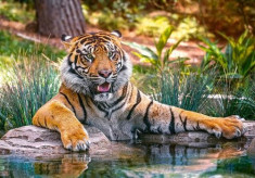 Puzzle Castorland - 500 de piese - Sumatran tiger foto