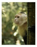 Tablou Canvas, "Maimuța curioasă &icirc;n pădurea tropicală", Maimuță, Copac, Pădure, Blană, Natură, Verde, Lumină, Privire, Curiozitate, Peisaj, 26 x 39 cm