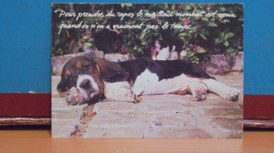 BELGIA - CATEL IN REPAOS SI UN PROVERB FRANTUZESC - CIRCULATA . foto