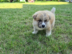 Ca?ei rasa akita inu japonez foto