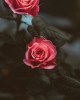Husa Personalizata ALLVIEW P8 eMagic Red Roses