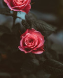 Husa Personalizata APPLE iPhone 7 Plus \ 8 Plus Red Roses