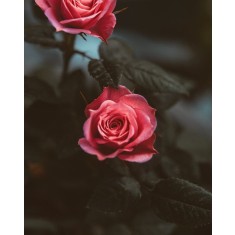 Husa Personalizata APPLE iPhone 7 \ 8 Red Roses