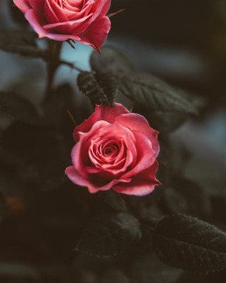 Husa Personalizata APPLE iPhone XR Red Roses foto