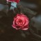 Husa Personalizata APPLE iPhone XR Red Roses