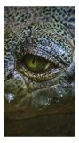 Tablou Canvas, "Privirea enigmatică a reptilei misterioase", Nu știu cine este &icirc;n imagine., 26 x 39 cm, CMCLASS