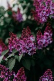 Tablou Canvas, "Flori de liliac &icirc;n grădina de primăvară", Flori, Mov, Frunze, Verde, Natură, Primăvară, Parfum, Delicatețe, 26 x 39 cm, CMCLASS