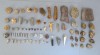 Lot 80 fosile din Devonian Triasic Jurasic Cretacic Eocen Oligocen Miocen Pliocen Pleistocen Holocen