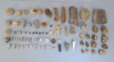 Lot 80 fosile din Devonian Triasic Jurasic Cretacic Eocen Oligocen Miocen Pliocen Pleistocen Holocen