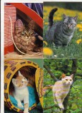 Bnk cp Pisici - lot 20 carti postale, Necirculata, Printata