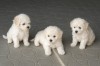 Puișori adorabili Maltipoo - 3 ghemotoace pufoase caută familii iubitoare, Top Dog