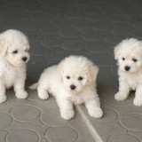 Puișori adorabili Maltipoo - 3 ghemotoace pufoase caută familii iubitoare