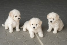 Puișori adorabili Maltipoo - 3 ghemotoace pufoase caută familii iubitoare