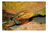 Tablou Canvas, "Dragonul barbos odihnindu-se pe nisip", Șop&acirc;rlă, Nisip, Textură, Ochi, Solzi, Habitat, Reptilă, Culoare, Detaliu, Furtunoasă, 39 x 26