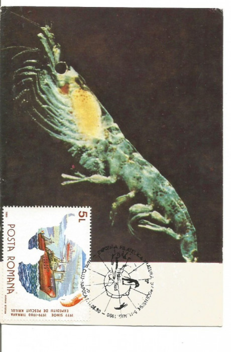 (No2) ilustrata maxima-Crustaceu planctonic