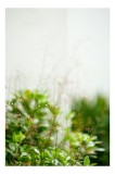 Tablou Canvas, "Flori delicate &icirc;n lumină difuză", Verde, Natural, Delicat, Plante, Bl&acirc;ndețe, Fundal, Lumină, Răcoros, Simplitate, Transparență, 26 x 3