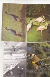 Bnk cp Pasari - lot 20 carti postale necirculate *, Necirculata, Printata
