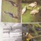 bnk cp Pasari - lot 20 carti postale necirculate *