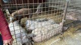 Porci de vanzare