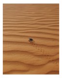 Tablou Canvas, "G&acirc;ndacul solitar pe nisipul arid", Dună, Nisip, G&acirc;ndac, Urme, Pustiu, Singurătate, Liniște, Natură, Explorare, 26 x 39 cm, CMCLASS