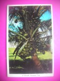 HOPCT 7623 PALMIER DE COCOS -FLORIDA -SUA-AMERICA DE NORD -CIRCULATA