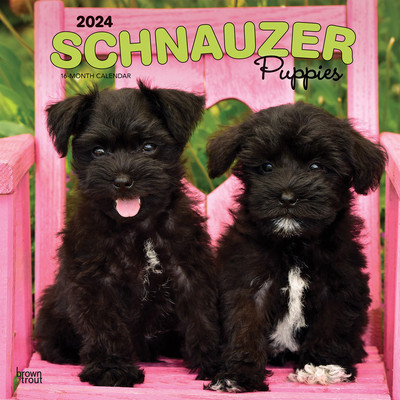 Schnauzer Puppies 2024 Square foto