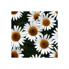 Sticker decorativ, Flori, Alb, 55 cm, 6434ST foto