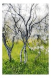 Tablou Canvas, "Dansul copacilor &icirc;n v&acirc;ntul primăverii", Naturi, Vise, Primăvară, Verdeață, Flori, Trunchiuri, Ritm, Dans, Subtil, Eteric, 26 x 39 cm,