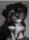 Cățelușa bichon