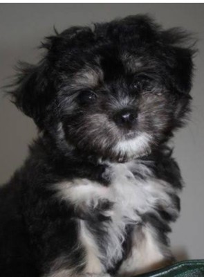 Cățelușa bichon foto