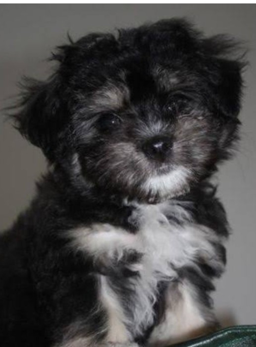 Cățelușa bichon