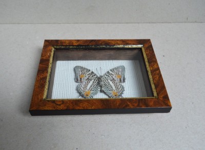 Baeotus baeotus fluture din Brazilia foto