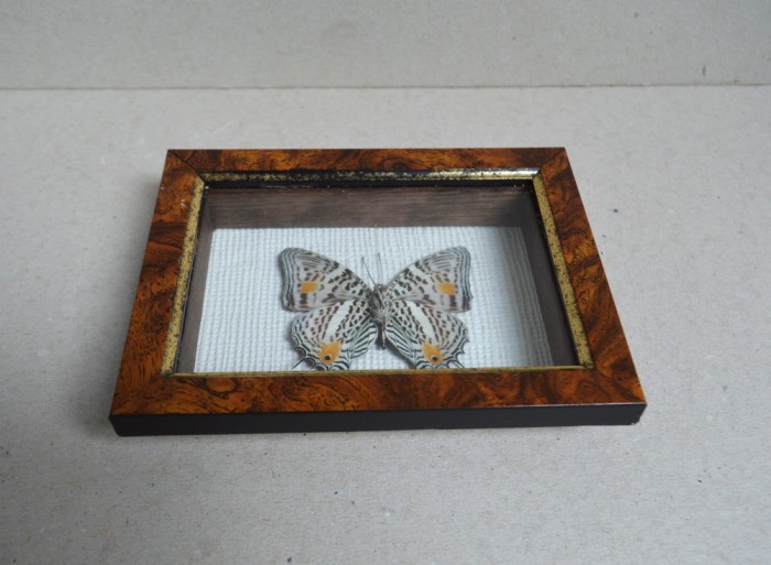 Baeotus baeotus fluture din Brazilia