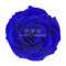 Trandafir Criogenat BONITA BLU-03 (&Oslash;9,5cm, 1 buc /cutie)