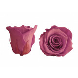 Trandafiri Criogenati Roseamour, Marime XL, Lila inchis