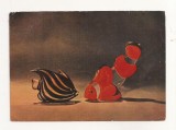 FA56-Carte Postala- RUSIA - Sluvis A, Fishes of coral reefs, necirculata 1960