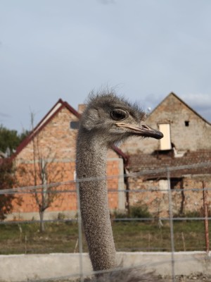 Vand familii de struți foto