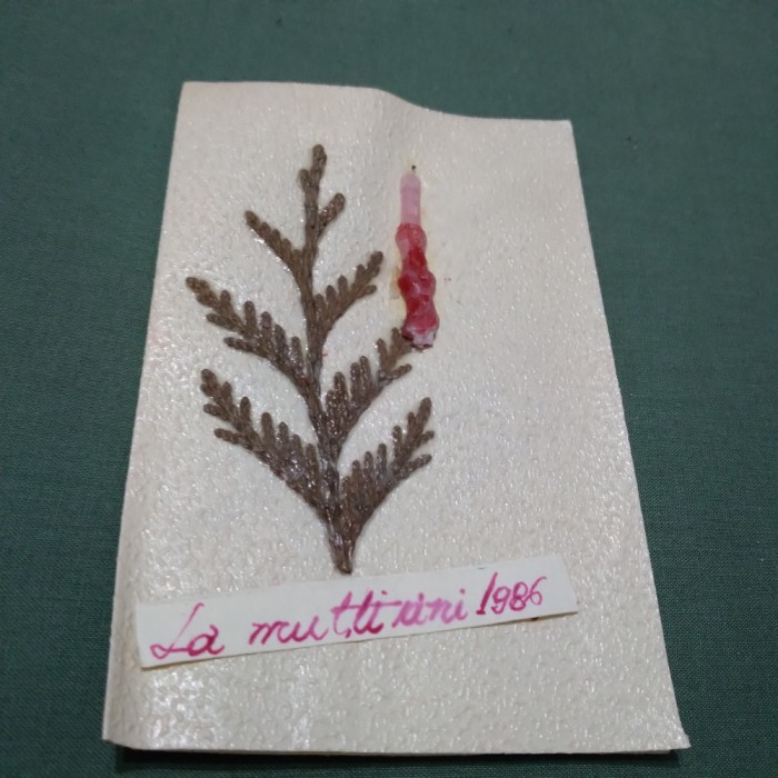 CARTE POSTALA FELICITARE CIRCULATA