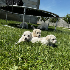 Bichon maltez mini toy