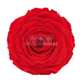 Trandafir Criogenat XXL RED-02 (&Oslash;9,5cm, 1 buc /cutie)