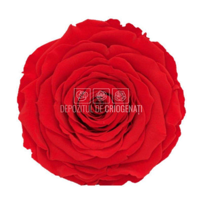 Trandafir Criogenat XXL RED-02 (&amp;Oslash;9,5cm, 1 buc /cutie) foto