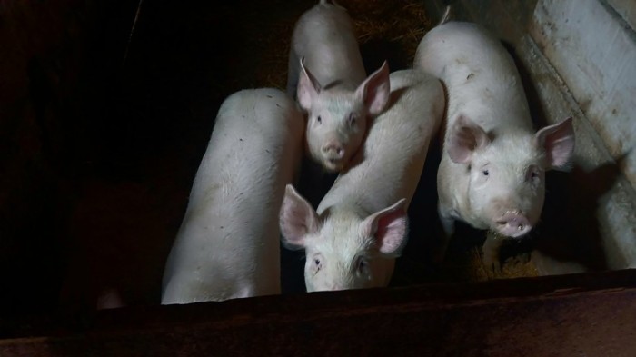 Vand purcelusi de rasa