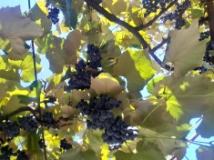 Struguri ananas foto