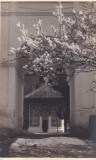 Pomi infloriti in Manastirea Turnu (1931, necirculata)