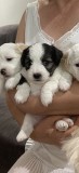 Bichon maltez