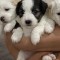Bichon maltez