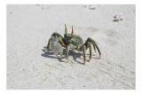 Tablou Canvas, "Crabul pe nisipul fin al mării", Crab, Sand, Beach, Nature, Shell, Claws, Sunshine, Texture, Coastal, 39 x 26 cm, CMCLASS