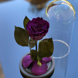 Trandafir Criogenat purpuriu inchis &Oslash;6,5cm in cupola 12x25cm