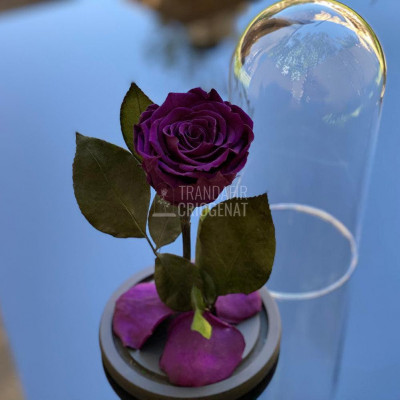 Trandafir Criogenat purpuriu inchis &amp;Oslash;6,5cm in cupola 12x25cm foto