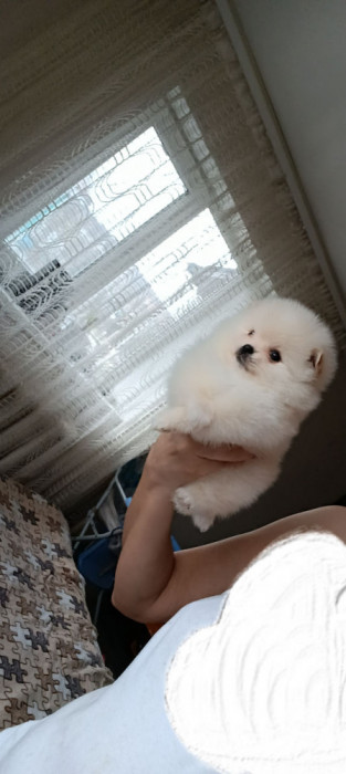 Pomeranian Mini Toy!Asigur transport in tara!